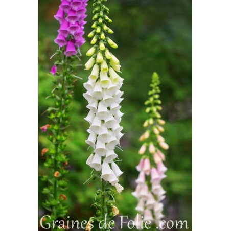 Digitale BLANCHE white digitalis purpurea alba graines seeds samen