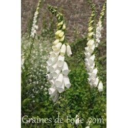 Digitale BLANCHE white digitalis purpurea alba graines seeds samen