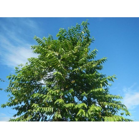 YLANG YLANG cananga odorata graines semences seeds samen semilla sementi