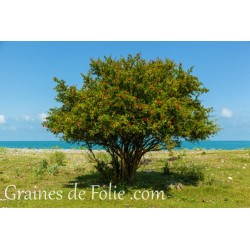 GRENADIER Punica Granatum graines semences seeds samen