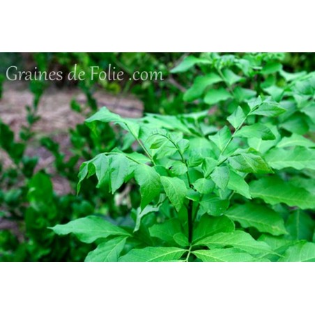 Réglisse Glycyrrhizza glabra graines semences seeds samen sementi semilla zaden