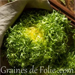 Chicorée Frisée FINE DE LOUVIERS graines semences