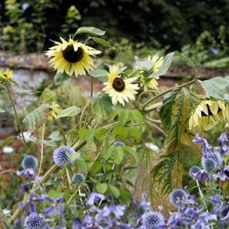 Tournesol VANILLA ICE graines semences blanc vanille jaune pâle