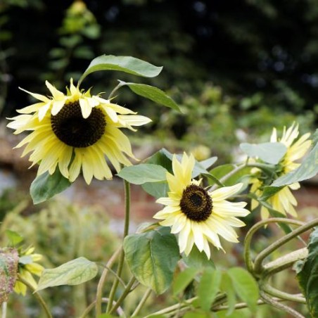 Tournesol VANILLA ICE graines semences blanc vanille jaune pâle