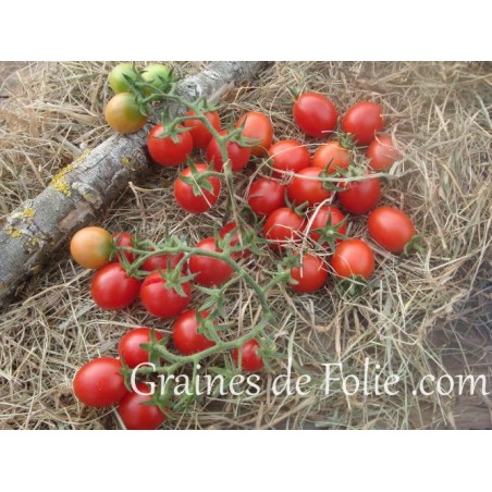 Tomate PRINCIPE BORGHESE graines semences certifiées bio