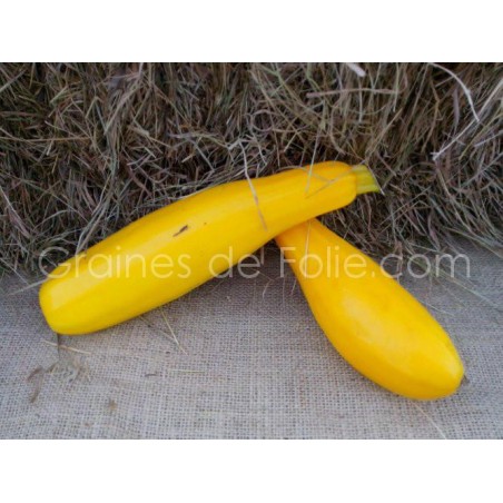 Cougette JAUNE Bio GOLD RUSH graines semences