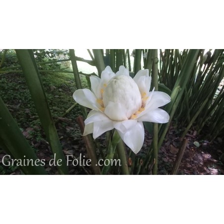 ROSE PORCELAINE BLANCHE Etlingera Eliator graines semences white seeds samen