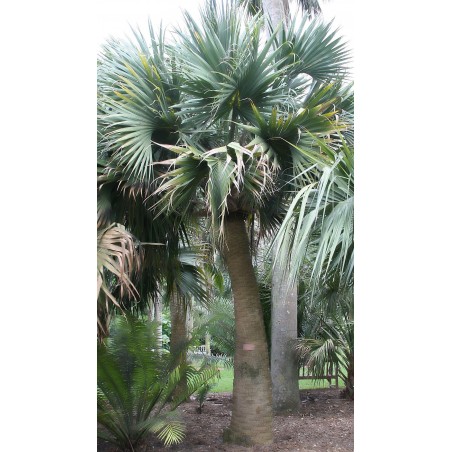 PALMIER DES BERMUDES Sabal Bermudana graines semences seeds