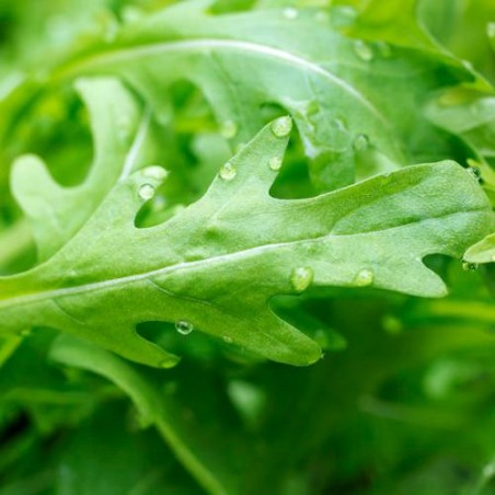 ROQUETTE Sauvage graines semences