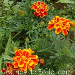 Oeillet d'Inde DURANGO FLAMME graines semences marigold seeds