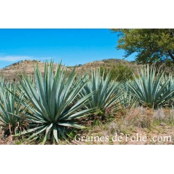 Agave TEQUILANA tequila graines semences seeds