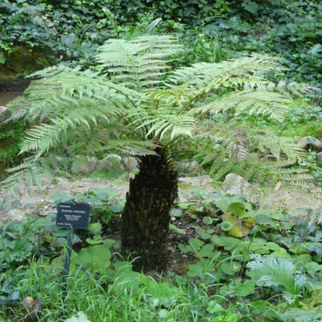 FOUGERE ARBORESCENTE Dicksonia antarctica graines semences spores seeds