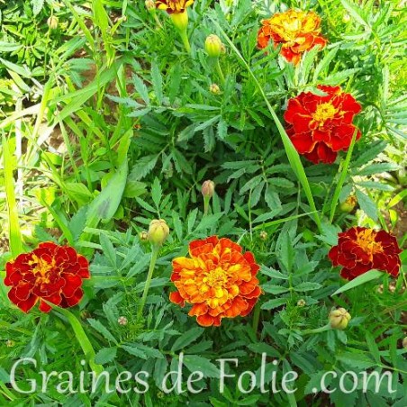 Oeillet d'Inde Mélange Flamboyant graines semences sparky mix marigold