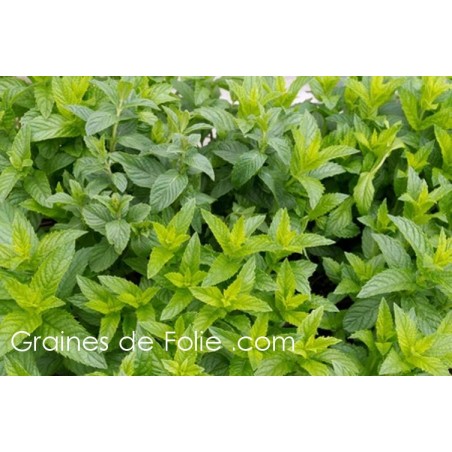 MENTHE VERTE Mentha Spicata semences graines bio certifiée AB