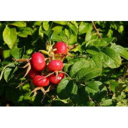 Rosier du Japon Rouge rosa rugosa graines semences red seeds