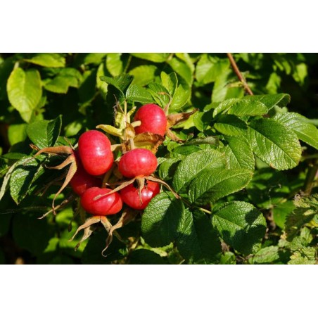 Rosier du Japon Rouge rosa rugosa graines semences red seeds