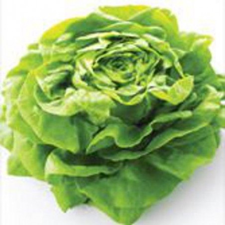 Laitue pommée REINE de MAI graines