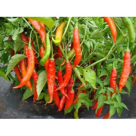 CAYENNE Piment graines semences