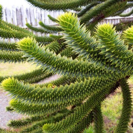 Désespoir des Singes Araucaria Araucana graines semences seeds samen