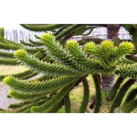 Désespoir des Singes Araucaria Araucana graines semences seeds samen