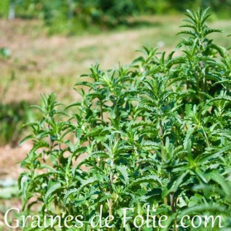 Bio Thé des JARDINS Dracocephalum moldavica Tête de Dragon Mélisse de Moldavie graines semences seeds