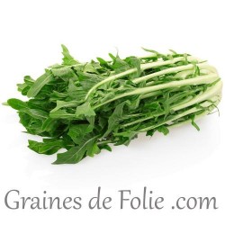 CHICOREE Sauvage VERTE DE CATALOGNE graines semences potagères anciennes
