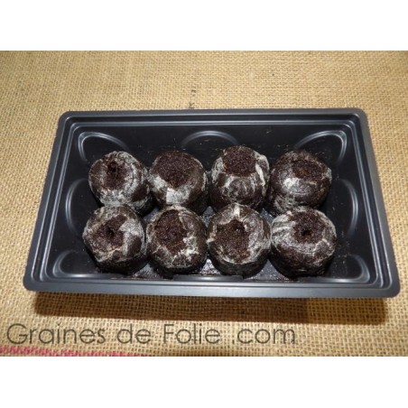 Mini serre avec X pastilles à semis Terreau et Tourbe