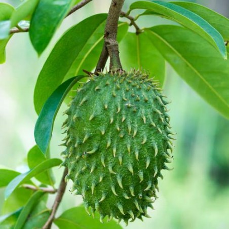COROSSOLIER Annona Muricata graines seeds
