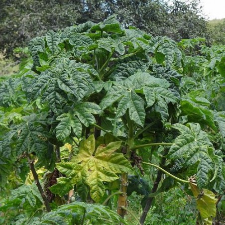 PAPAYER des MONTAGNES Carica Pubescens graines seeds
