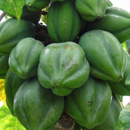 PAPAYER des MONTAGNES Carica Pubescens graines seeds