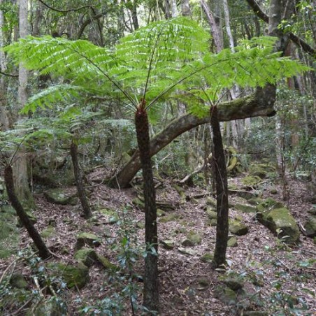 FOUGERES ARBORESCENTE ARGENTÉ Cyathea dealbata spores semences graines seeds