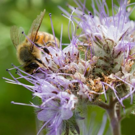 PHACELIE Phacelia tanacetifolia semences non traitées plantes très méllifères attirent papillons et abeilles