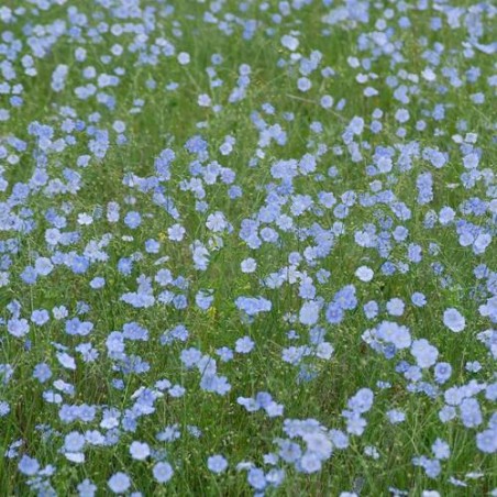 LIN BLEU engrais verts linum usitatissimum semences bio AB