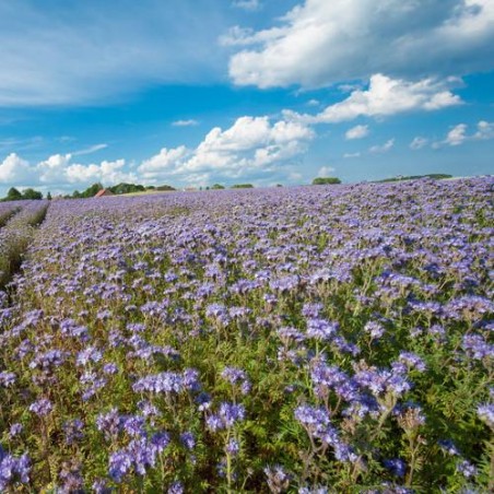 Bio Phacélie Phacelia tanacetifolia couvert végétal semences certifiées AB