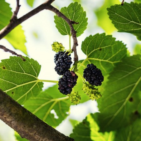 Mûrier Noir morus nigra