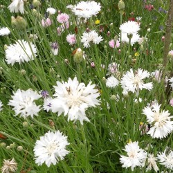 Centaurée bleuet Centaurea Cyanus graines semences seeds blanc white double ball