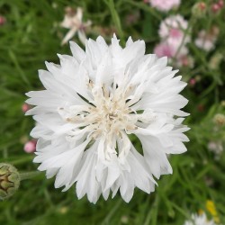 Centaurée bleuet Centaurea Cyanus graines semences seeds blanc white double ball