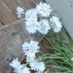 Centaurée bleuet Centaurea Cyanus graines semences seeds blanc white double ball