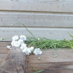 Centaurée bleuet Centaurea Cyanus graines semences seeds blanc white double ball