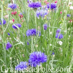 CENTAUREE bleu bleuet BLUE BOY Centaurea Cyanus graines seeds