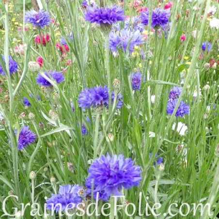 CENTAUREE bleu bleuet BLUE BOY Centaurea Cyanus graines seeds