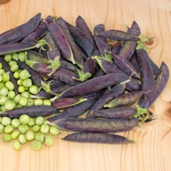 Pois à rames BLAUWSCHOKKER gousses pourpre violette bleu graines semences