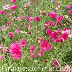 Centaurée ROUGE bleuet Centaurea Cyanus red graines seeds