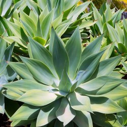 Agave COU DE CYGNE Agave attenuata subsp. attenuata graines seeds samen semilla zaden