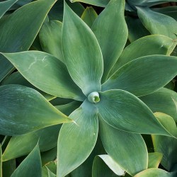 Agave COU DE CYGNE Agave attenuata subsp. attenuata graines seeds samen semilla zaden