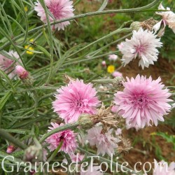 Centaurée ROSE bleuet Centaurea Cyanus pink graines seeds