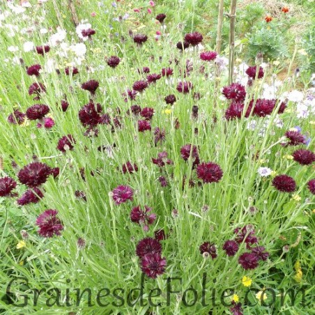 CENTAUREE bleuet NOIRE black Centaurea Cyanus graines seeds