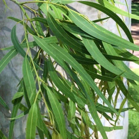Eucalyptus CITRON  Corymbia Citriodora graines semences seeds samen