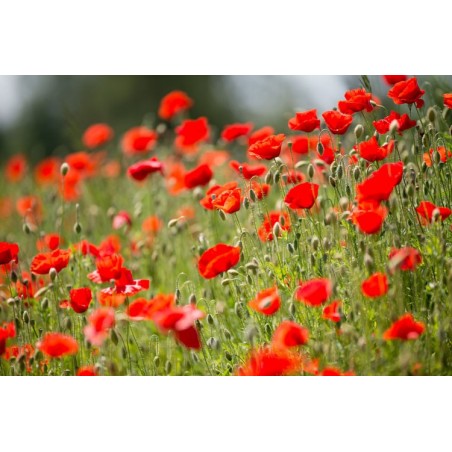 COQUELICOT SAUVAGE Papaver rhoeas graines semences