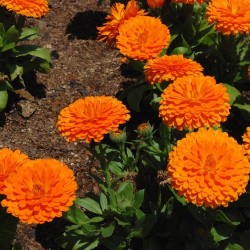 SOUCI calendula officinalis ORANGE KING graines semences seeds